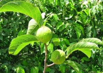 terrifying types of trees that kill people in 7 steps in vietnam 74140