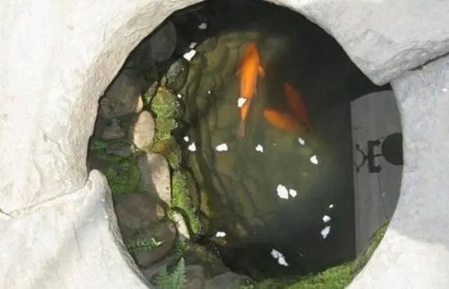 Releasing fish or turtles into a newly dug well allows ancient people to check water quality.
