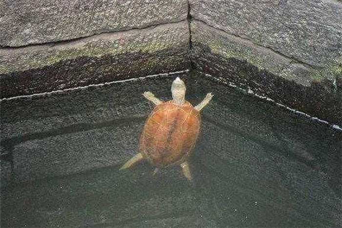 Turtle is a creature that requires high water quality and is also considered a symbol of good luck.