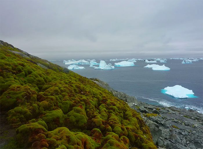 Vegetation, primarily moss, on the Antarctic Peninsula has grown tenfold in 40 years.