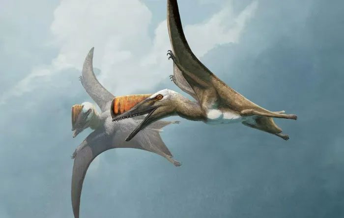 Reconstructed image of the flying lizard Skiphosoura bavarica from the Jurassic period.