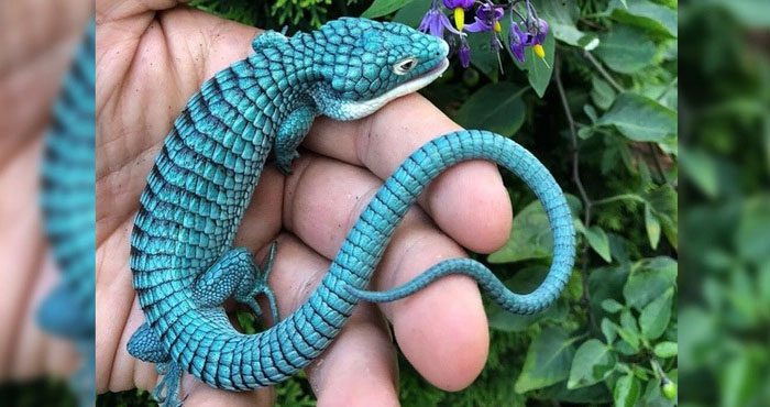 Mexican Alligator Lizard