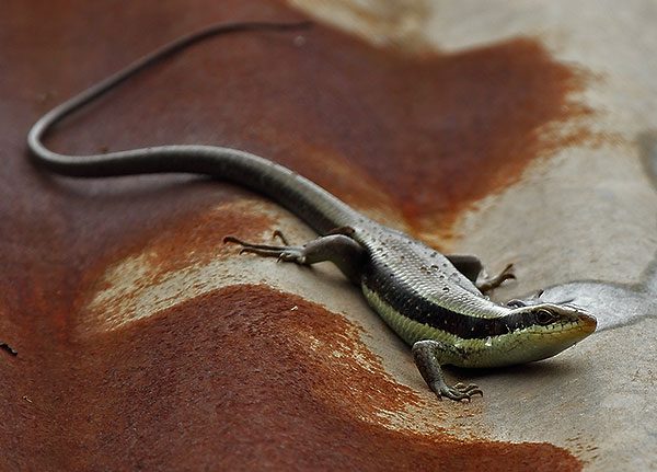 Long-Tailed Sun Skink