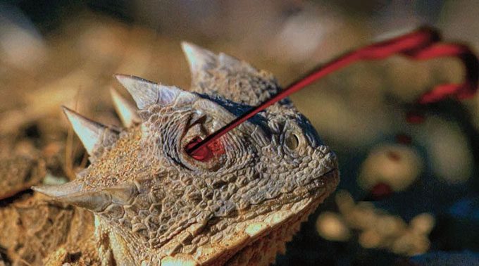 Some horned lizards can shoot blood from their eyes up to 1.5 meters