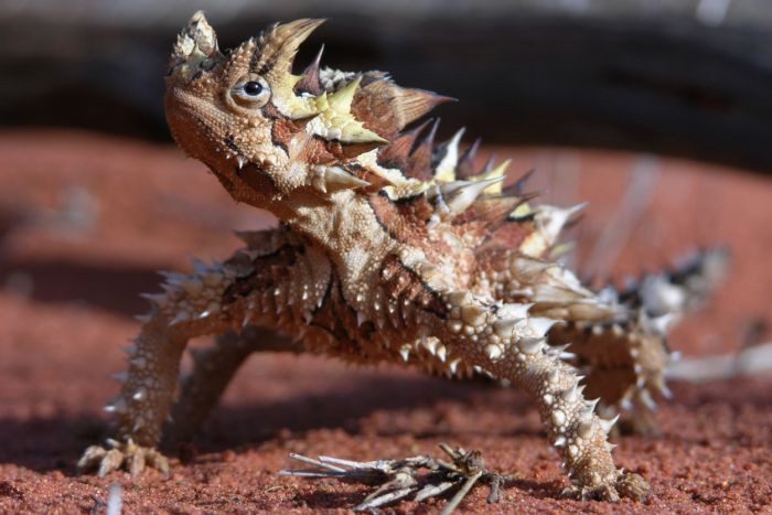 The spiny devil lizard is adapted to survive in the harsh desert conditions of Australia.