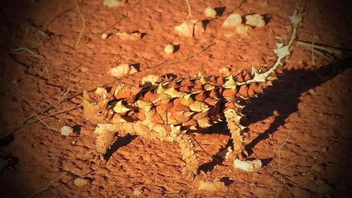 Thorny devil lizard