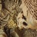 the 30 000 year old skeleton reveals when humans first came to this age 136907