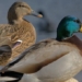 the amazing and fascinating facts about the green duck 70819