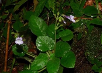 the beautiful snowflower species only found in vietnam needs to be protected 137288