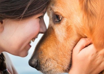 the brain of the dog can synchronize with us when we look into its eyes 136816