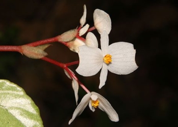 the discovery of a new plant species in dakrong nature reserve 137927