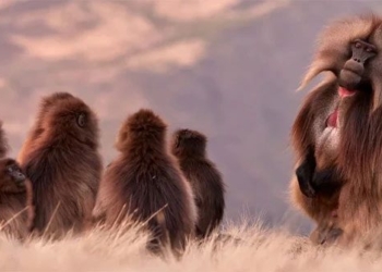 the gelada monkey species is undergoing similar domestication to what humans have done in the past 121855