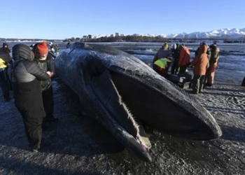 the giant whale washes ashore in alaska 138087