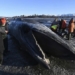 the giant whale washes ashore in alaska 138087