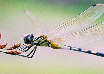 the grasshopper is a unique dish with medicinal properties 136467