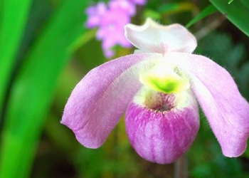 the hai vietnam unique species of orchid in the world only found in vietnam where it does not rain 137599