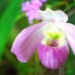 the hai vietnam unique species of orchid in the world only found in vietnam where it does not rain 137599