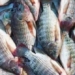 the harm of carp you need to know the sooner the better 127999