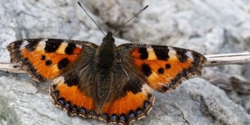 the highest altitude a insect can fly is how much 136452