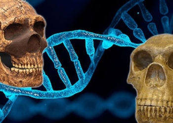 the influence of neanderthal and denisovan genes on modern humans today 138142