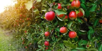 the journey of the apple trees in wisconsin usa 137741