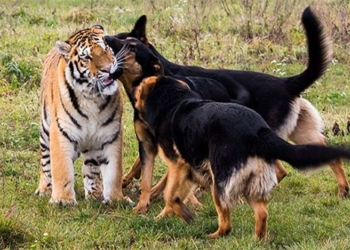 the largest dog in the world can defeat the smallest cat in the world 126348