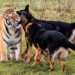 the largest dog in the world can defeat the smallest cat in the world 126348