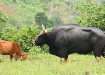 the largest rare species in the world in vietnam weighing up to 2 tons with rare gene 130352 2