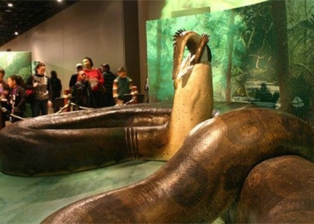 the largest snakes in the world 127313