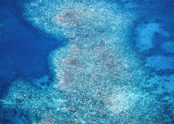 the main cause of the white tide phenomenon in the great barrier reef 137411