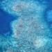 the main cause of the white tide phenomenon in the great barrier reef 137411