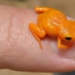 the most committed frog species in the universe can only be measured by the advancement of the fingertips then you lose your ability to jump 121493 2