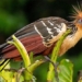 the most unique bird in the world with swept wings and flies like a bird 130775