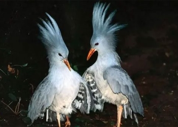 the most unique crested bird species in the world 136390