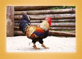 the mythical chicken species of vietnam that seems to only exist in legends 130728