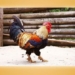 the mythical chicken species of vietnam that seems to only exist in legends 130728