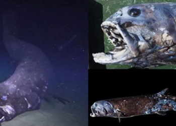 the new king of the ocean the shape of a giant sea squid found 2000 meters underwater 122330