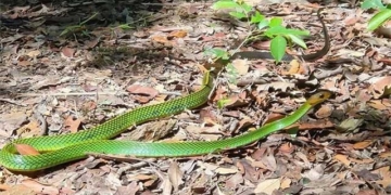 the newly discovered species of snake only found in vietnam 136353