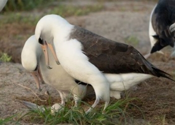 the oldest albatross in the world to nest at age 74 138284