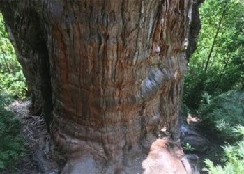 the oldest banyan tree in the world is about to be recognized 127122