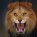 the photo of the gentle lion and the horrifying truth behind 122801