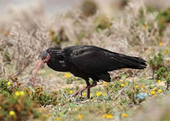 the rare bird species that disappeared 300 years ago is making a comeback with only 500 individuals left in the world 137614