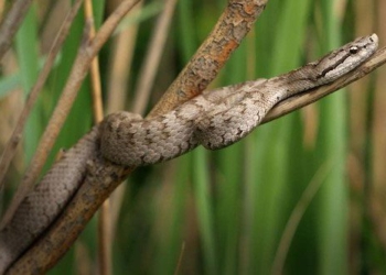 the rare snake species in china has nearly 20000 individuals if 2 are released what will happen 136424