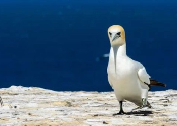 the sad love story of the worlds most unique single bird and the meaningless concrete block 126923