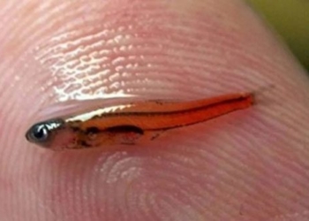 the scientists struggle to identify the smallest fish in the world 137860