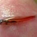 the scientists struggle to identify the smallest fish in the world 137860