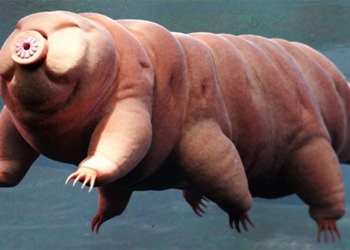 the secret of tardigrades never afraid of any challenge 130213