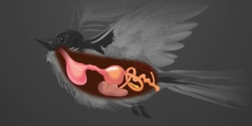 the secret of the bird species why they can swallow large young ones without any strange impact 136401