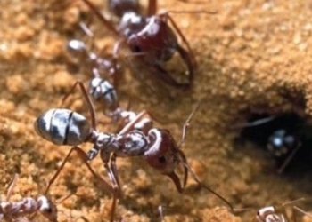 the secret of the species ant living in autonomous trees in sahara mac 72242