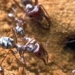 the secret of the species ant living in autonomous trees in sahara mac 72242